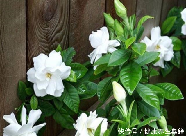 家庭养花,经常用1种水,不黄叶,开花美艳!