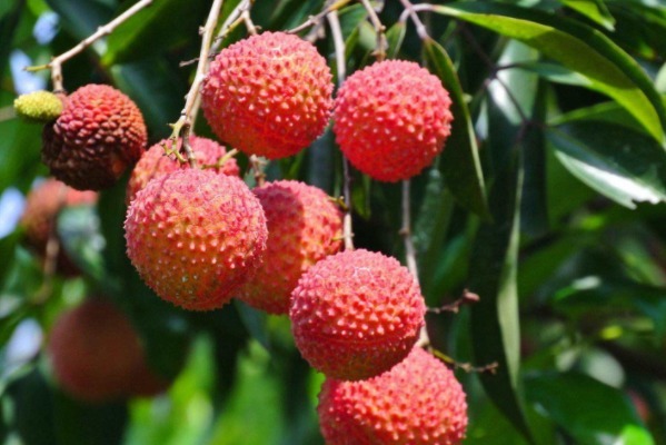 荔枝|养肝就是保命!常吃4种保肝护肝的食物,增强免疫力,身体更健康