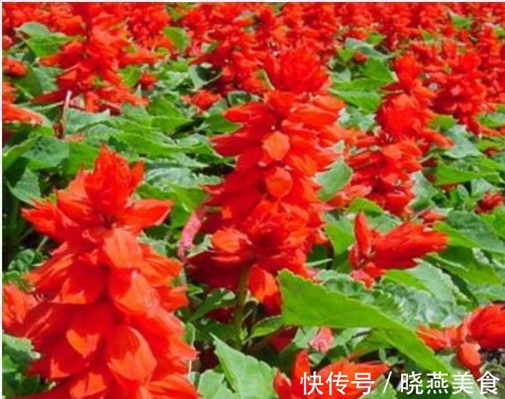 茶花花|家养这些植物，阳台开出花海，长势好、花色艳，雍容华贵