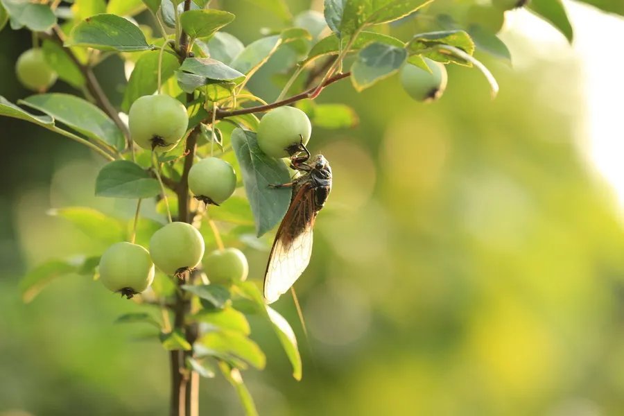 寒蝉|立秋之后,寒蝉鸣