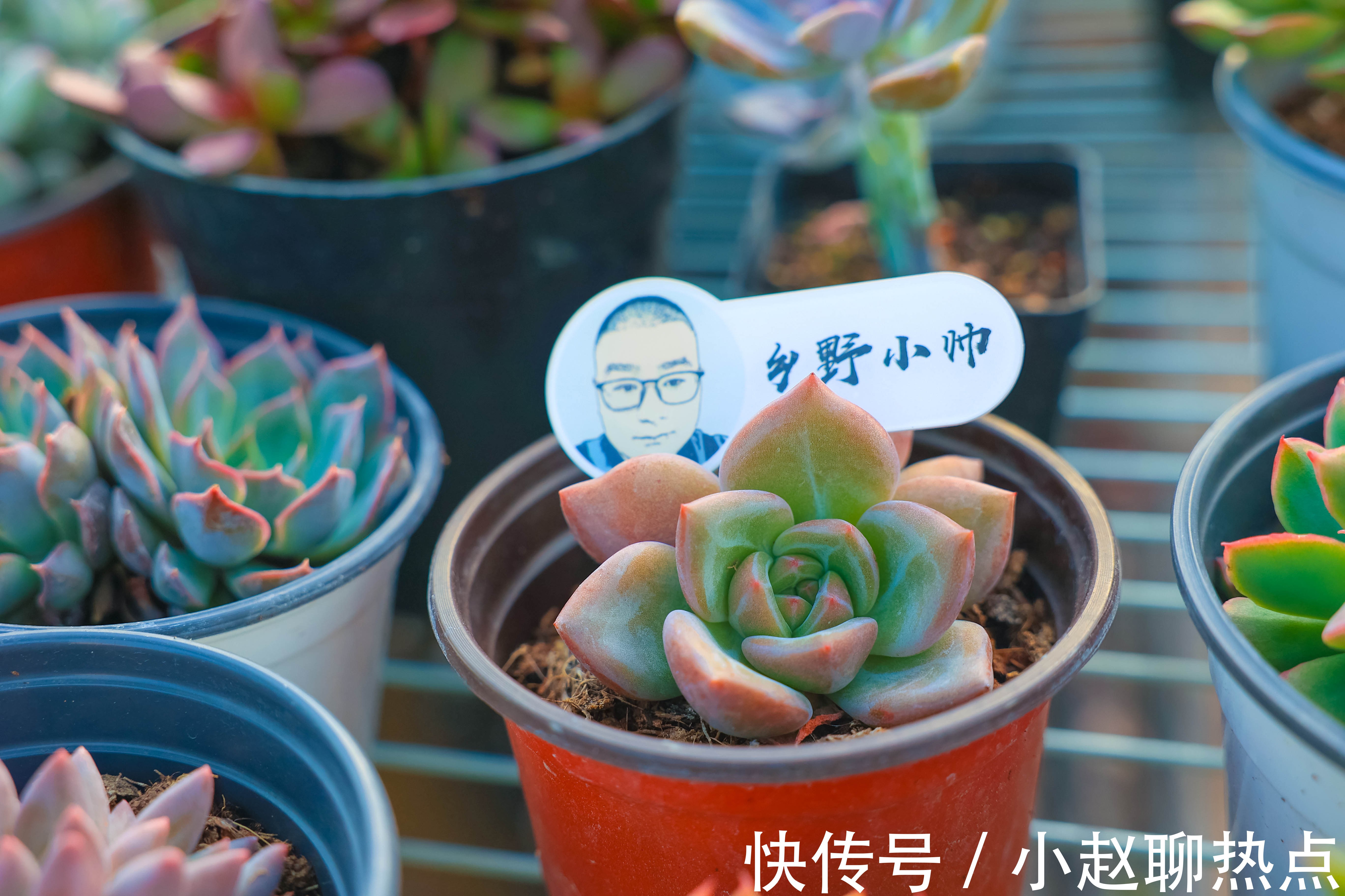 优缺点|全颗粒养多肉好不好不同的颗粒配比有什么优缺点小帅为你解答