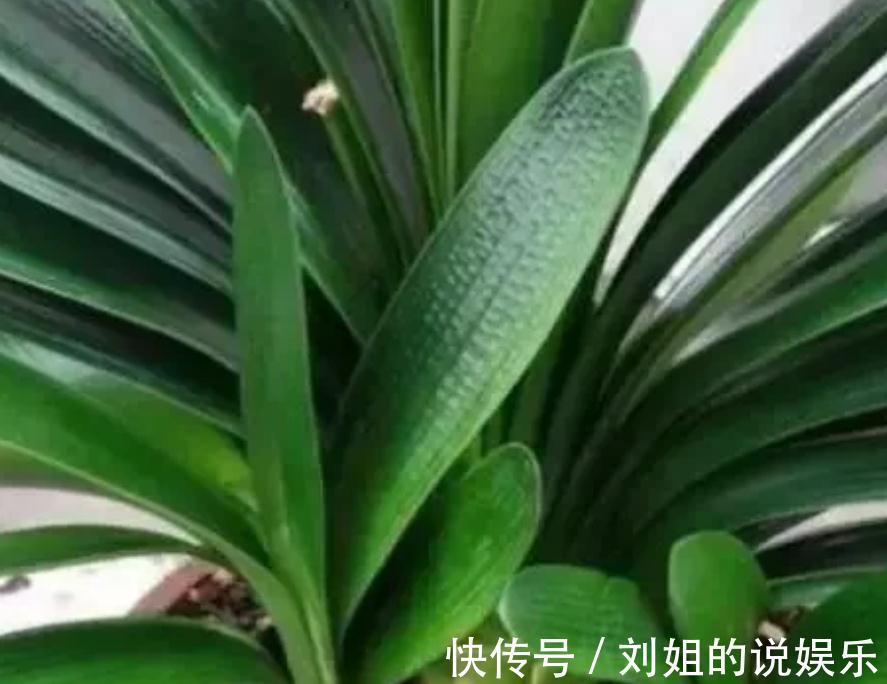养君子兰,盆里放一块“它”,什么肥不用施,长得油绿、花多