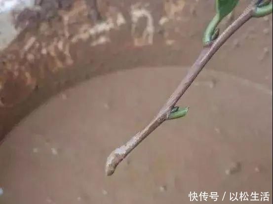 6月，最适合扦插的花，一插就活，大白根冒疯了