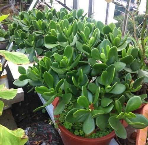 3种懒人树，好养又好看，一年能窜2米高，是家庭盆栽佳品