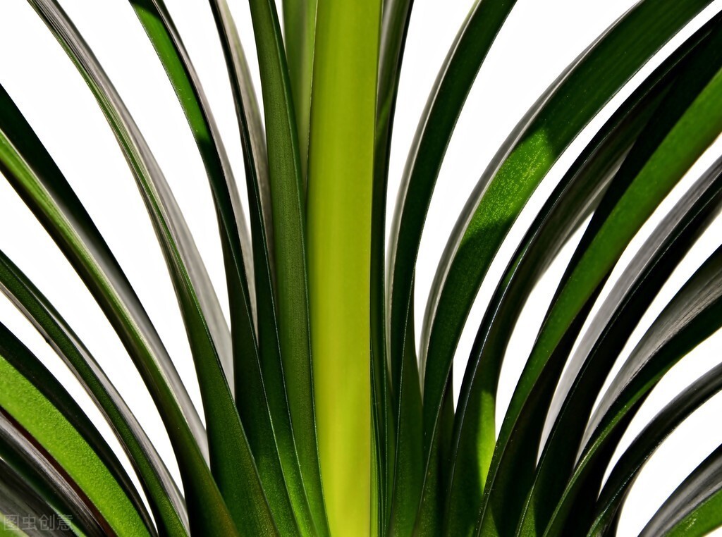 君子兰长得好不好,不在于开不开花,而在于这三个地方