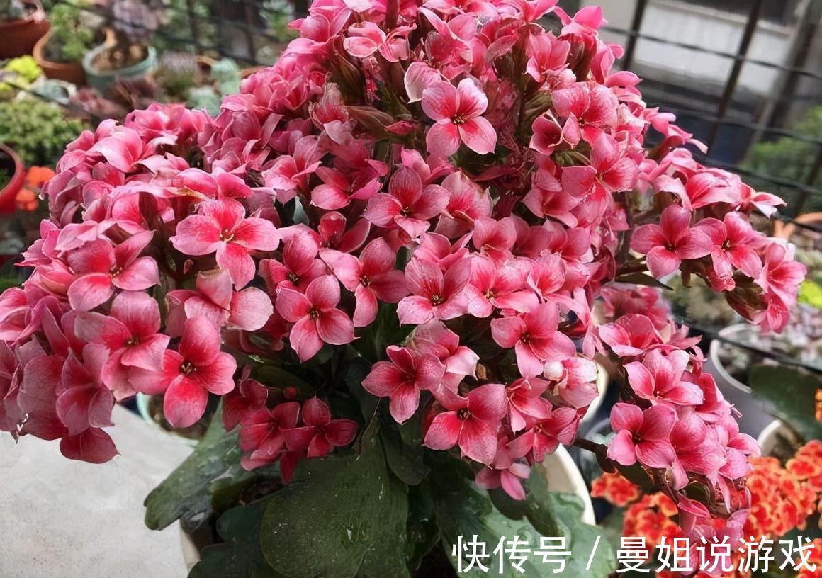 养蟹爪兰长寿花,喂颗孩子最爱的开胃药,叶片肥绿、开花80朵