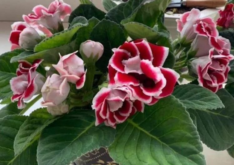 家里养4种花,花朵一开就是200天,拦都拦不住,你养了吗