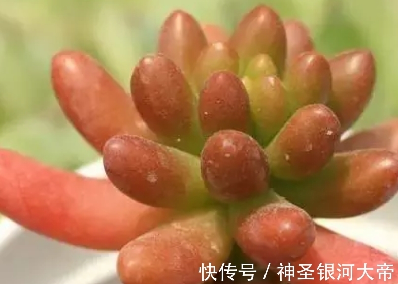 2块钱的多肉,养的好照样美的不像话