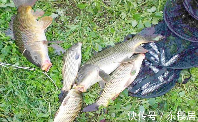 觅食|秋天钓鱼莫心急,过了秋分才是最佳时机,常用这些招数大鱼连竿上