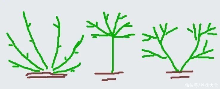 枝条|冬剪开始了,月季看见这种枝,就要赶紧剪
