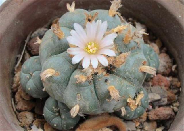 大一被忽悠300元买1盆“多肉”，毕业时一数爆了200个崽，太值了