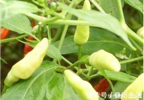 野菜|农村不起眼的野菜，食疗功效强大，能治疗各种疾病，城里人抢着吃