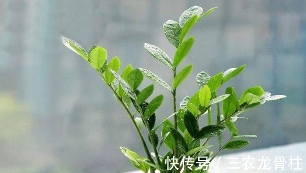 浇水|金钱树怎么养才茂盛的四个小技巧