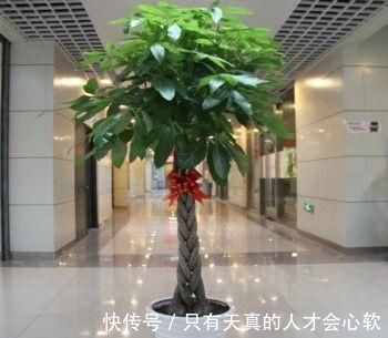 阳台上|客厅养花,不用多,6盆就能旺一年,空气小清新,常年绿油油