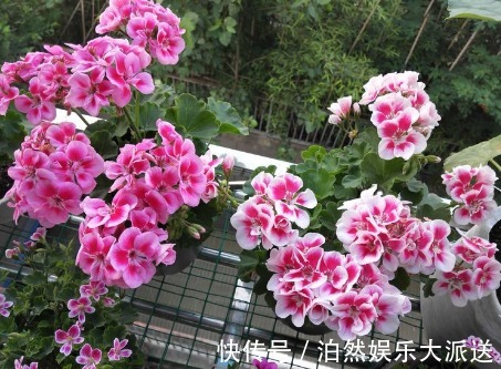 喜欢牡丹,不如养盆“珍稀玫瑰”洋葵花,花团锦簇,妩媚高雅