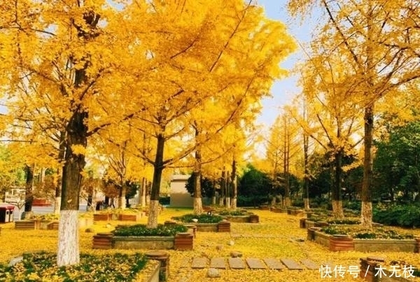 喜讯!百变落叶大赏,小川川又获奖啦!!