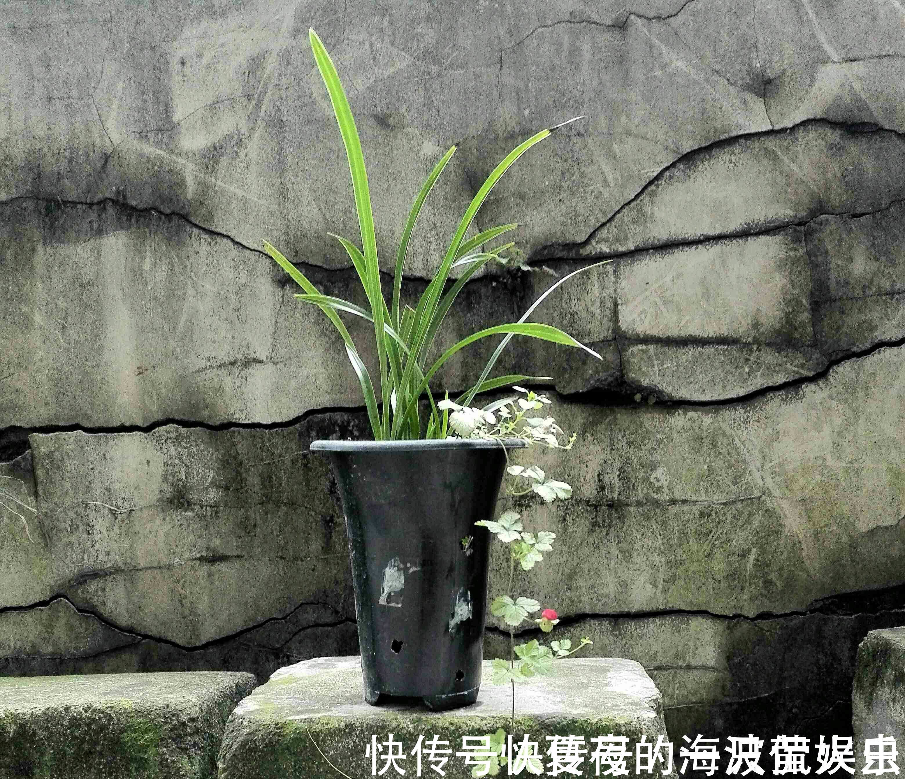 老农|种植兰花用浅盆好还是用深盆好十年兰花老农给出了答案