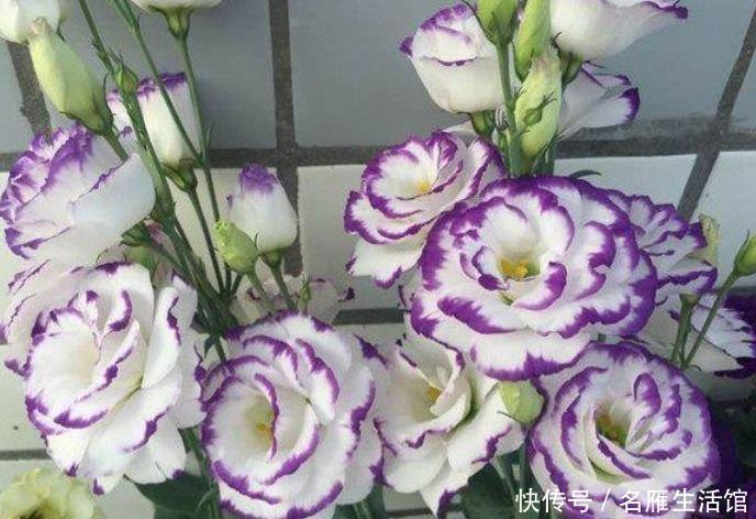 阳台|家里养这几款植物，花姿妖娆，花开香飘溢满屋，阳台变温馨花园