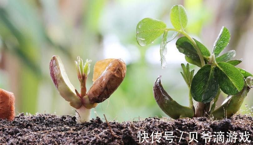 养花中，此些也是很好的肥料，果皮，果壳，啤酒都能施肥