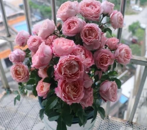 “最累”的8种花,花开连续几个月,一次开花几百朵!