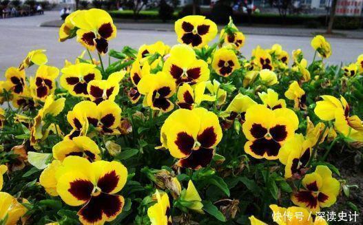 阳台|适合阳台养的4种花，周年开花，花多易爆盆