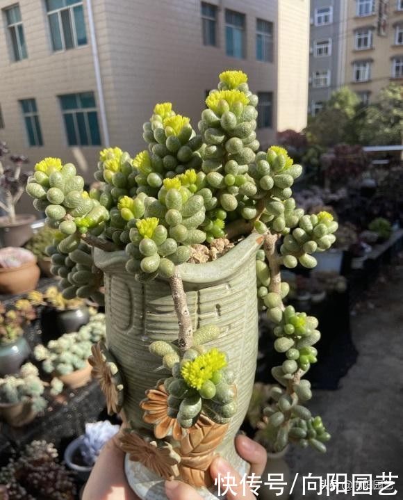 多肉无缘无故掉叶子，应该怎么办？立刻停水，赶紧给它晒太阳