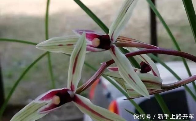 营养土|8年种花经验,老花农教你一招,轻松养兰花,从此大白根系冒不停!