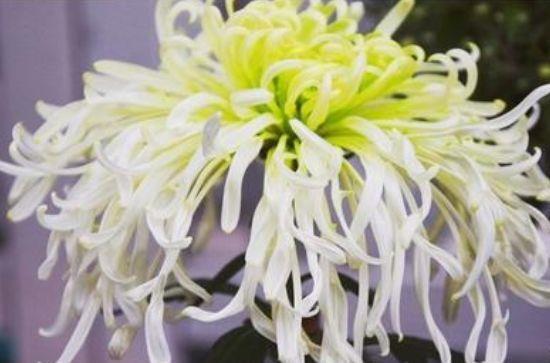 4种花美爆阳台,放在阳台开爆一整年,价格超便宜