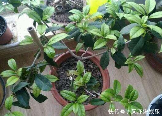 6月扦插“2种花”刚好,20天生根,3个月上盆,开花多,又香又美