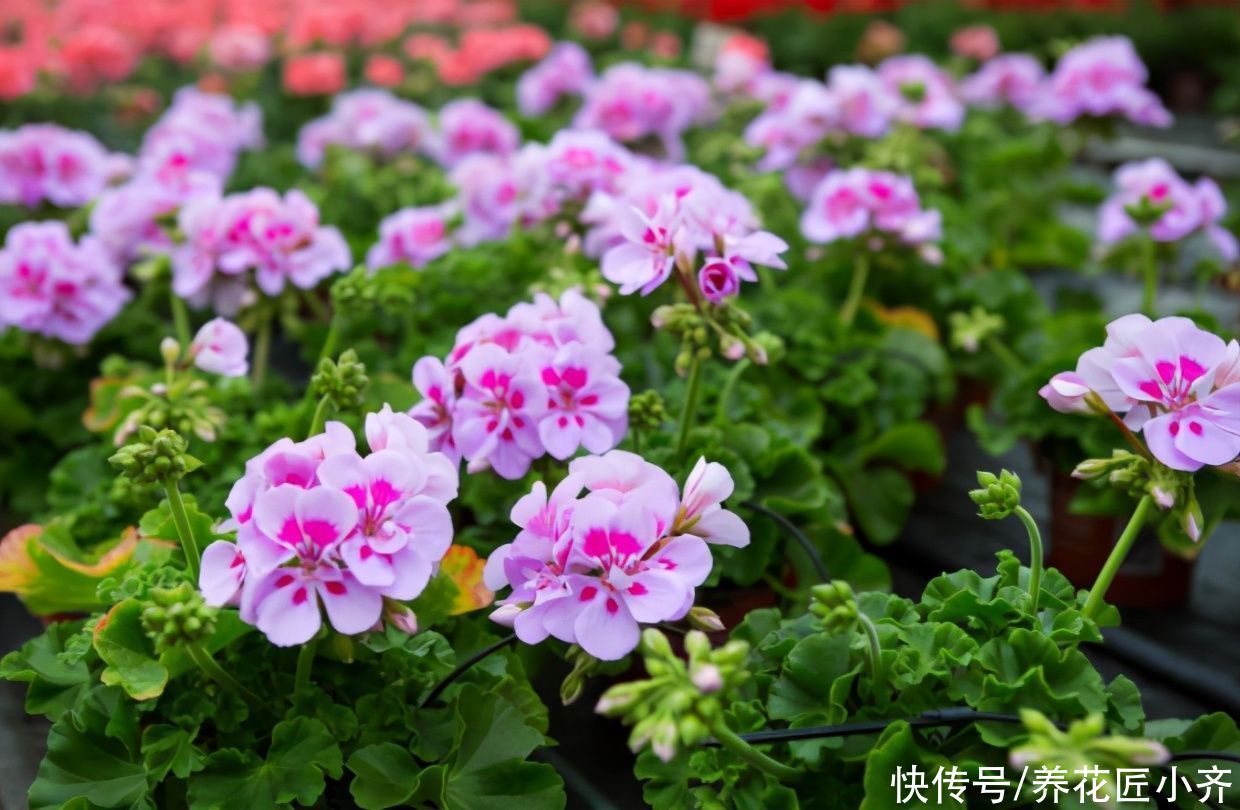 七种花不适合“南方”养,它们太怕热,要么容易烂,要么不开花