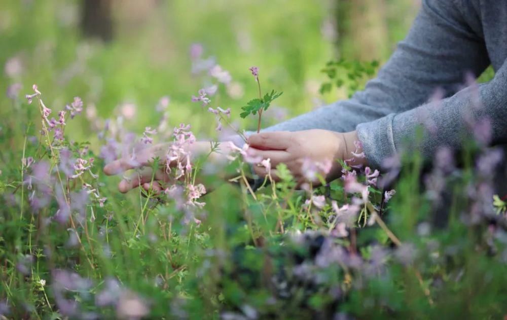 漫步春光里 遂宁 · 时光花境 春色如许