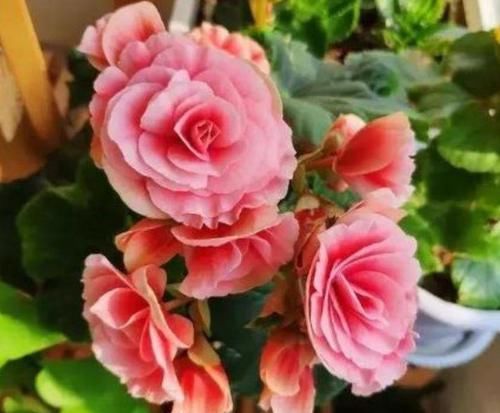 家有庭院就养4种花，好养漂亮花期长，开花一簇簇，开成百花园！