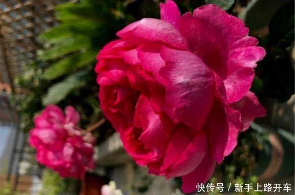 胭脂香水月季|邻居在院里养的一种花,开花实在太漂亮,路过的人都夸太美了!