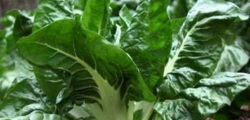 营养|女性不想满脸皱纹,推荐多吃3种食物,营养丰富,身体棒棒哒!