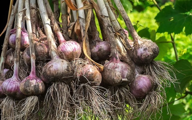 慢性疾病|大蒜是高血压的“发物”？医生：不想血管“报废”，2种素食尽量别吃