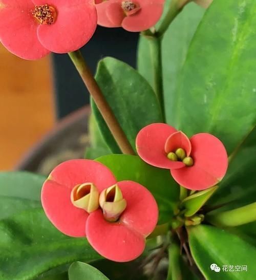 老花农告诉你，这5种花是“开花机器”，摆在室内，四季常开花