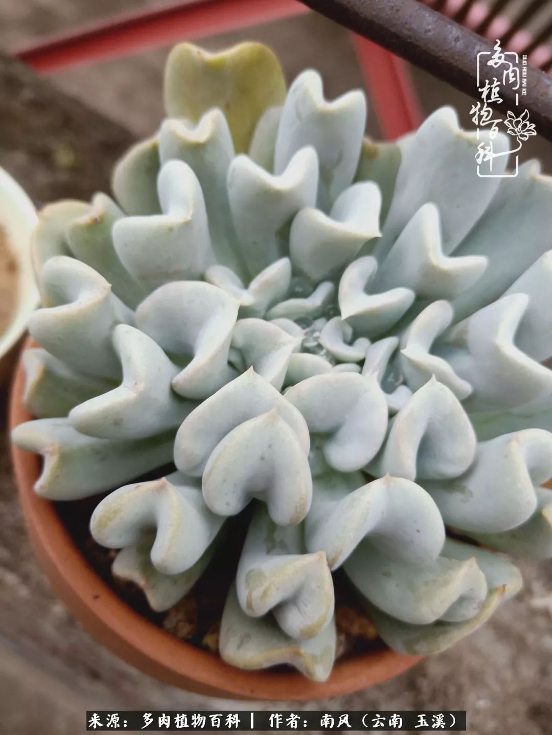 从小喜欢绿植，后来遇见多肉，情不知所起，那就再接再厉！