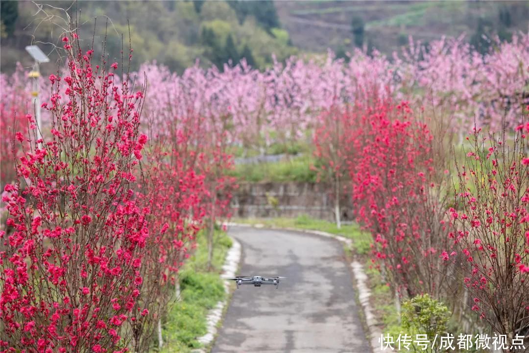 龙泉山第一波春花，来赏