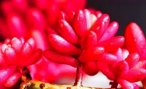 多肉虹之玉养护“3妙招”，绿似翡翠，红如玛瑙，有光泽