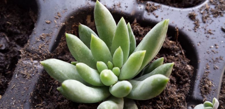 菌灵|不要觉得给多肉“砍头”残忍!养千佛手,“切几刀”小崽爆满盆