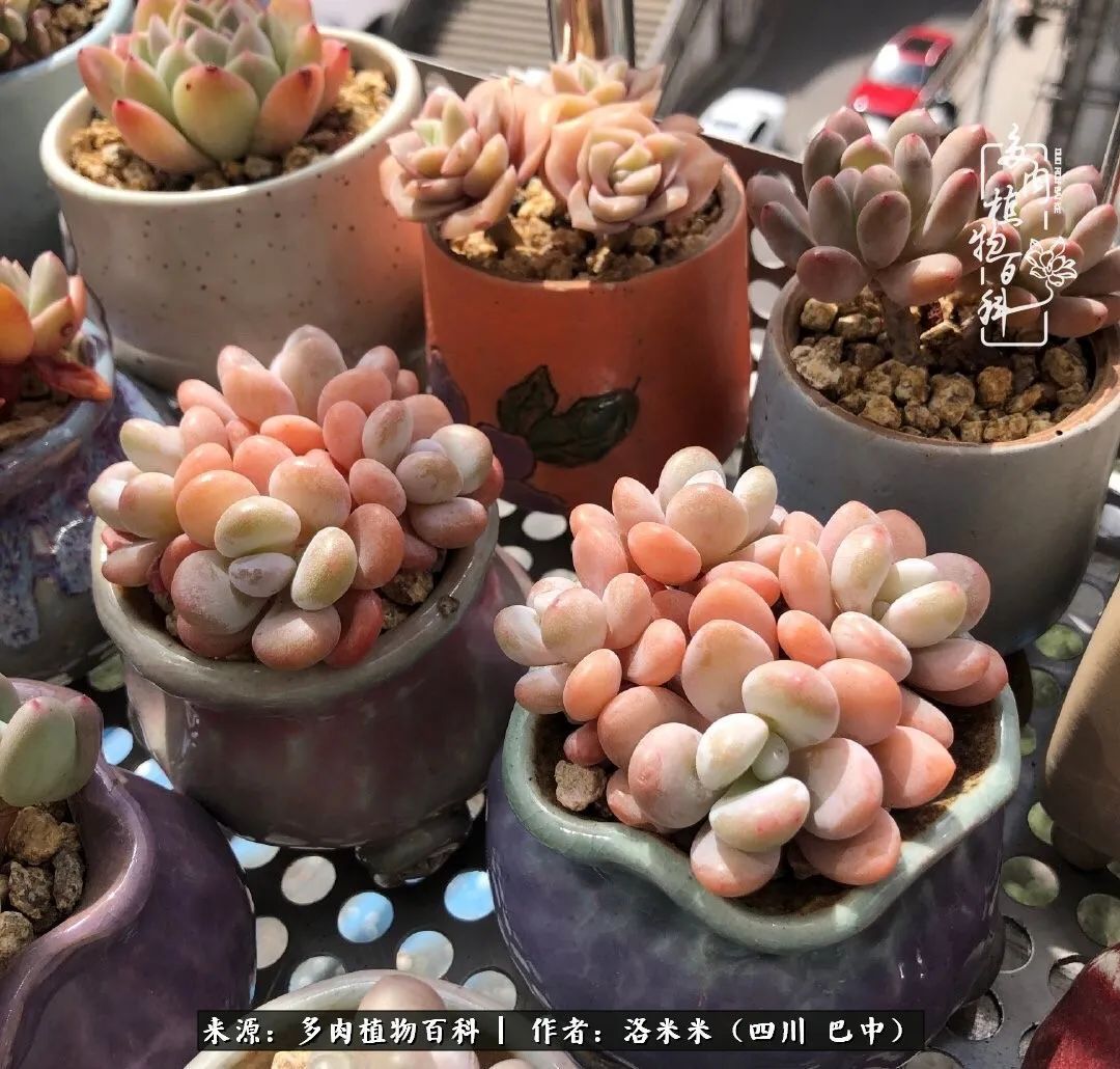 时间是多肉最好的滤镜！附个人养护经验！
