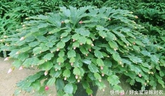 花海|张大爷养花,喷1种水催花,3周冒100个花芽,阳台变花海