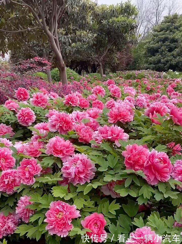 6种富贵花,冬天爱“装死”,好好“伺候着”,来年繁花多几倍