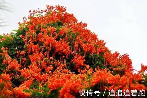 还在养吊兰3种花剪根枝，插土里就能活，半年成花墙，太惊艳了