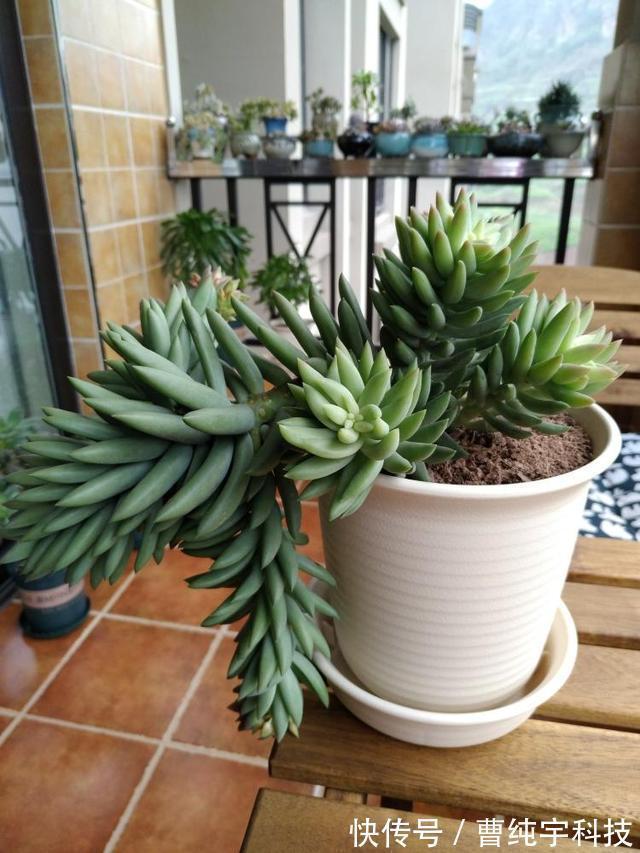 紫乐|入夏养多肉首选''4种'',好养易度夏,2年成“老桩”,高档又霸气!