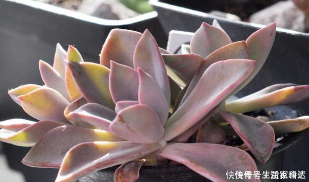 这3款多肉,叶片粉嫩嫩,自带少女风,居家盆栽看着真撩人