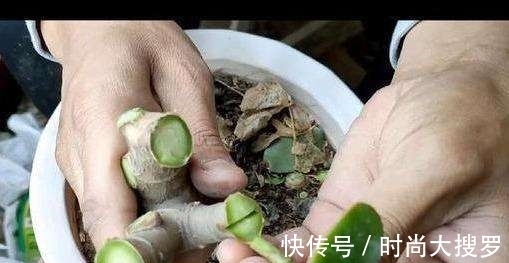 嫁接|养长寿花,用这法,1年就能成老桩,开满五色花,独特又吉祥