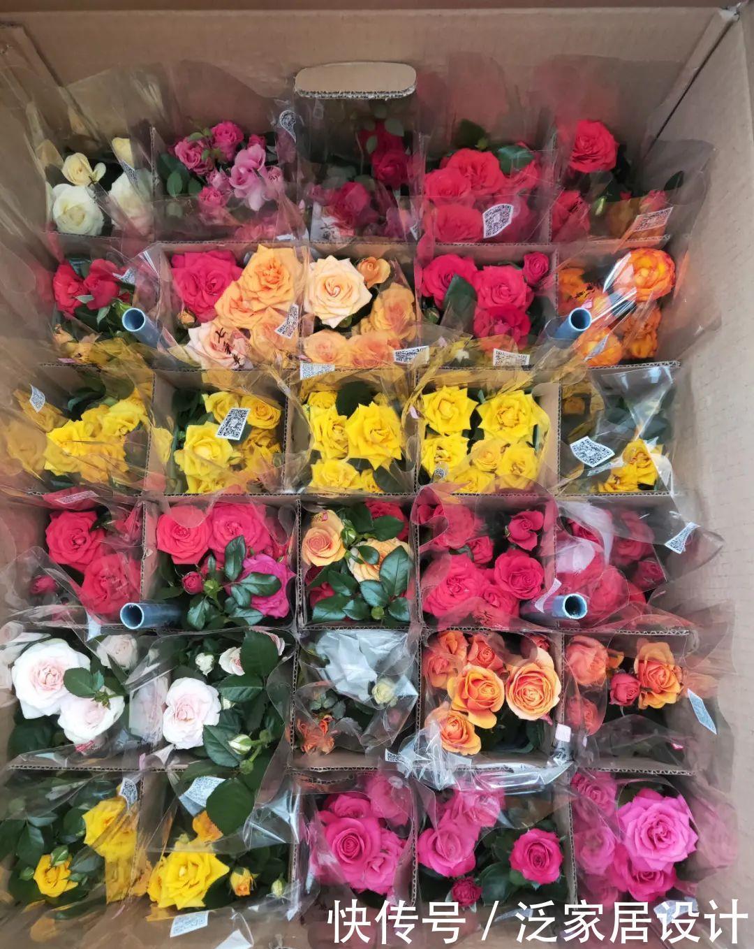 养花技巧:冬天最娇气的9种花,不要随便买,养不活浪费钱