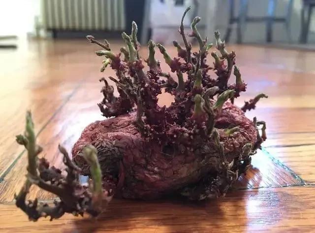 生物|土豆发芽有多恐怖!26张照片告诉你,它才是这个星球最神奇生物
