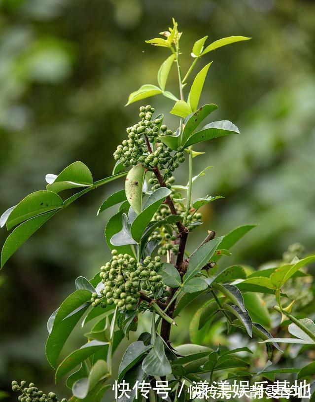 桂花树|4种树“自带体香”，家有小院养一棵，很好闻